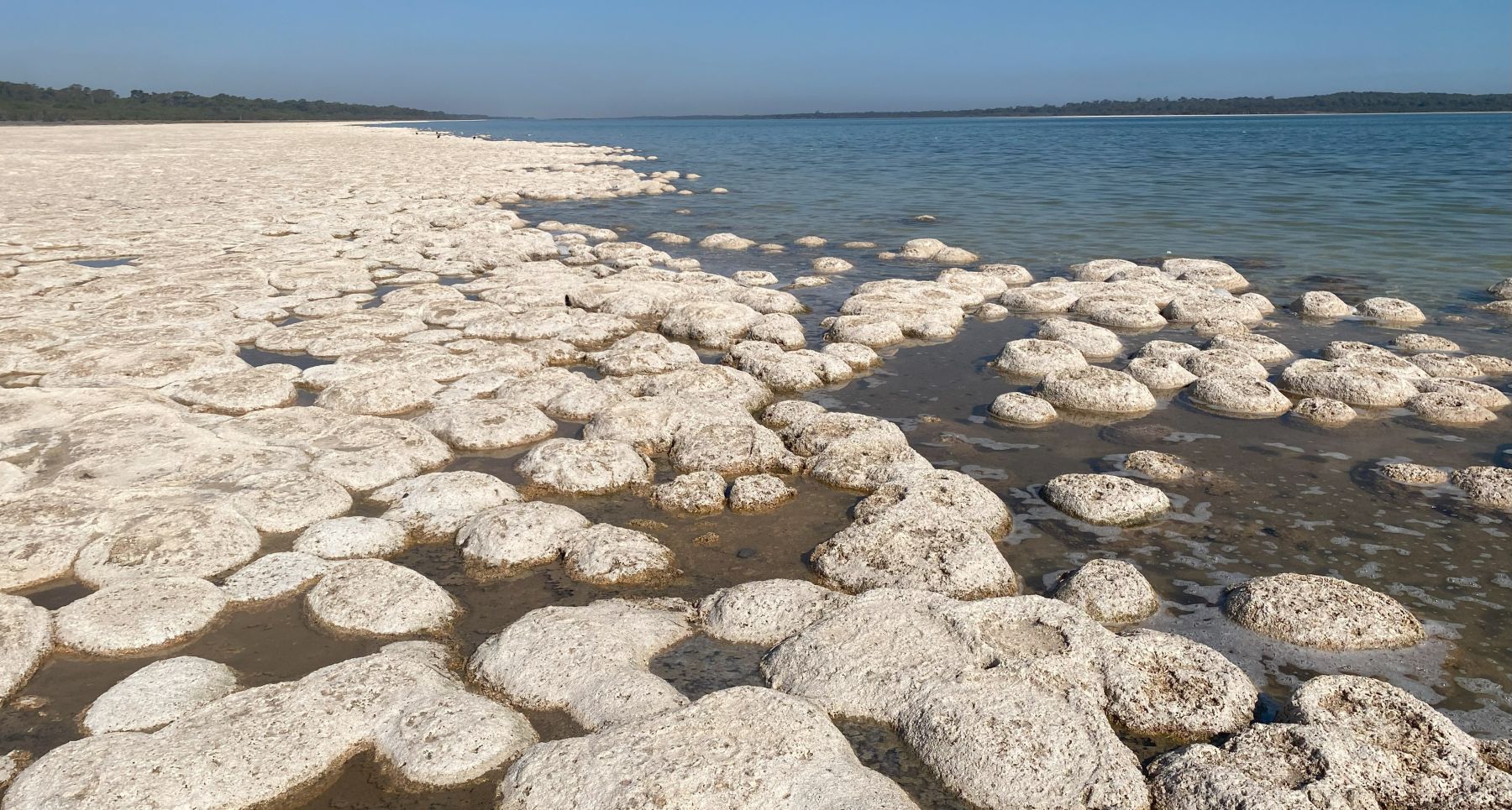 Modern thrombolites, Lake Clifton, Western Australia 